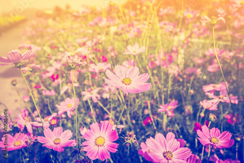 cosmos flower and sunlight in field meadow with vintage tone.