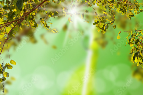 Green leaf with light bokeh and over light the sun