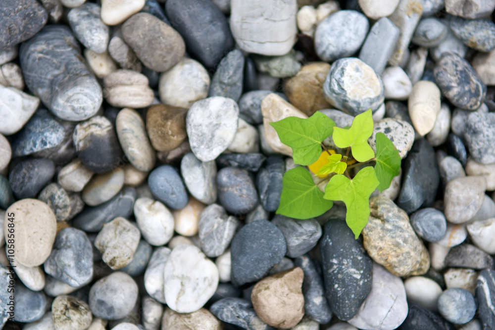Top view of plant growth from stone or pebbles background. Tranquil scene for meditation and healthy life. Close up and macro Top view of plant growth from stone or pebbles background. Tranquil scene for meditation and healthy life. Close up and macro