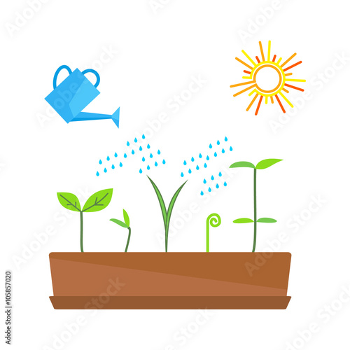 Timeline infographic of planting tree process