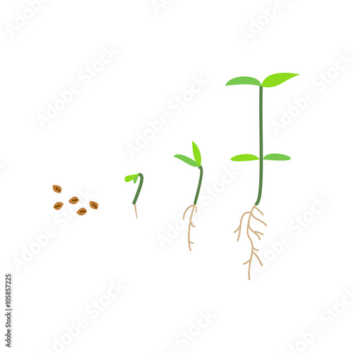 Timeline infographic of planting tree process