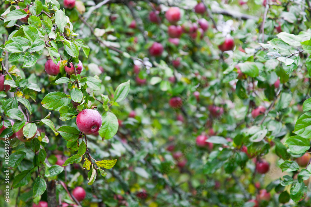 Garden of Red Apples