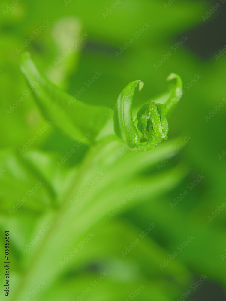 Macro image of green fern fronds as image good background for Earth Day on April 22 Macro image of green fern fronds as image good background for Earth Day on April 22