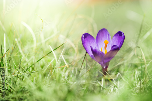 single violet crocus flower at march in spring time