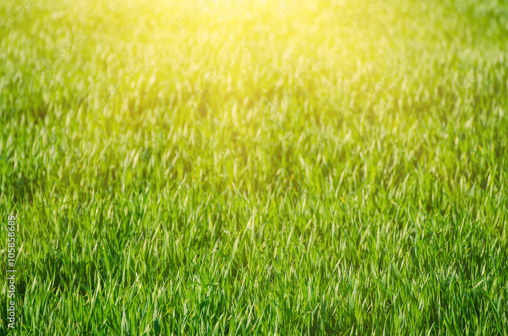Fototapeta premium Sunny green grass field suitable for backgrounds or wallpapers, natural seasonal landscape