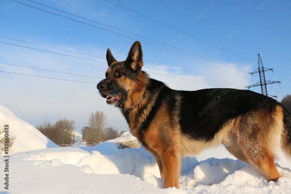 Dog german shepherd is on snow in winter day