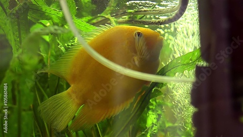 Beautiful African tsihlazomy yellow floats in an aquarium on a background of green grass photo
