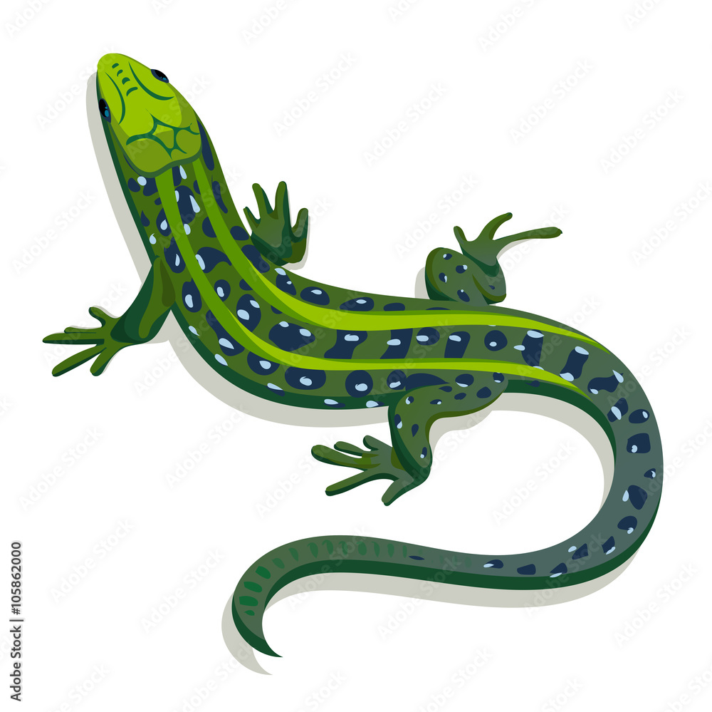 Fototapeta premium Green lizard, vector illustration