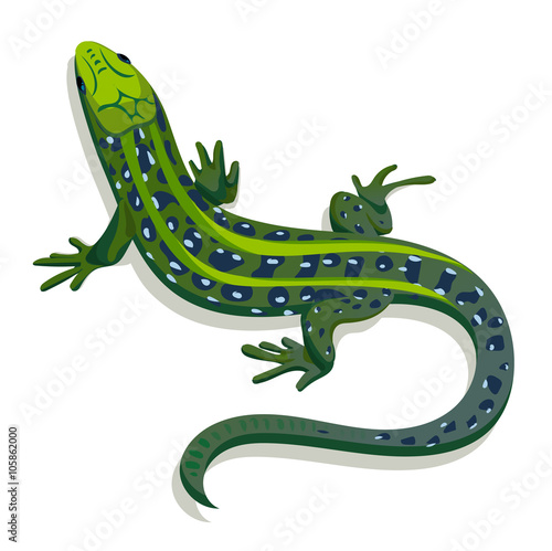 Green lizard, vector illustration