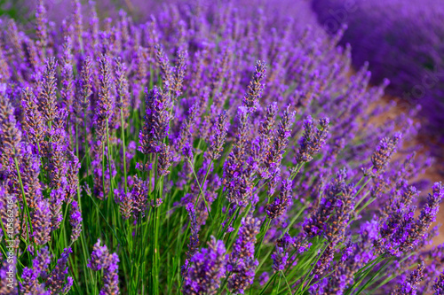 Beautiful colors purple lavender fields near Valensole, Provence