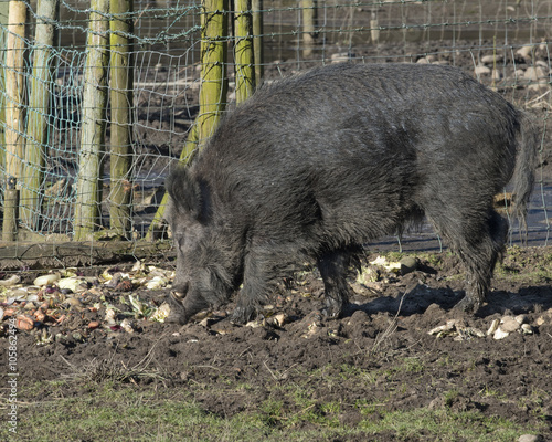 Male wild boar, England photo