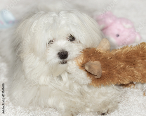Pedigree Maltese dog playing with a soft toy