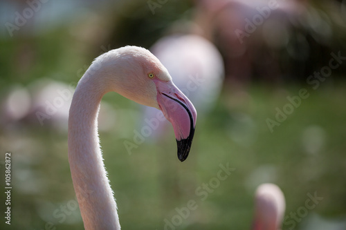 Flamingos im Zoo photo