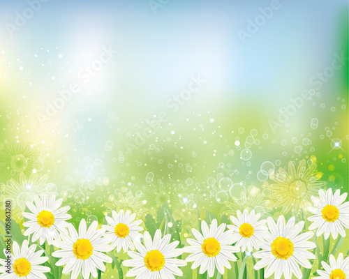 background of daisy