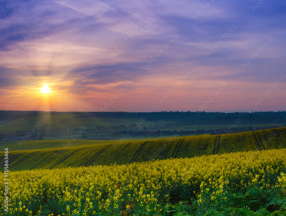 Rapeseed yellow field in spring at sunrise,  natural eco seasonal floral landscape background