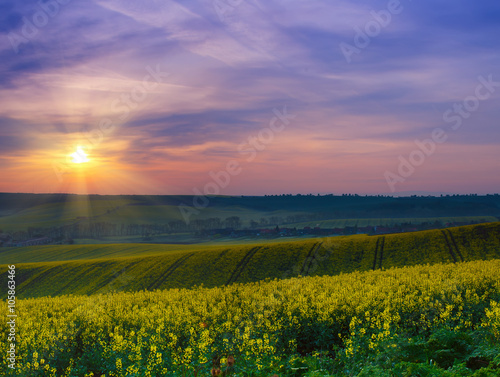 Rapeseed yellow field in spring at sunrise   natural eco seasonal floral landscape background