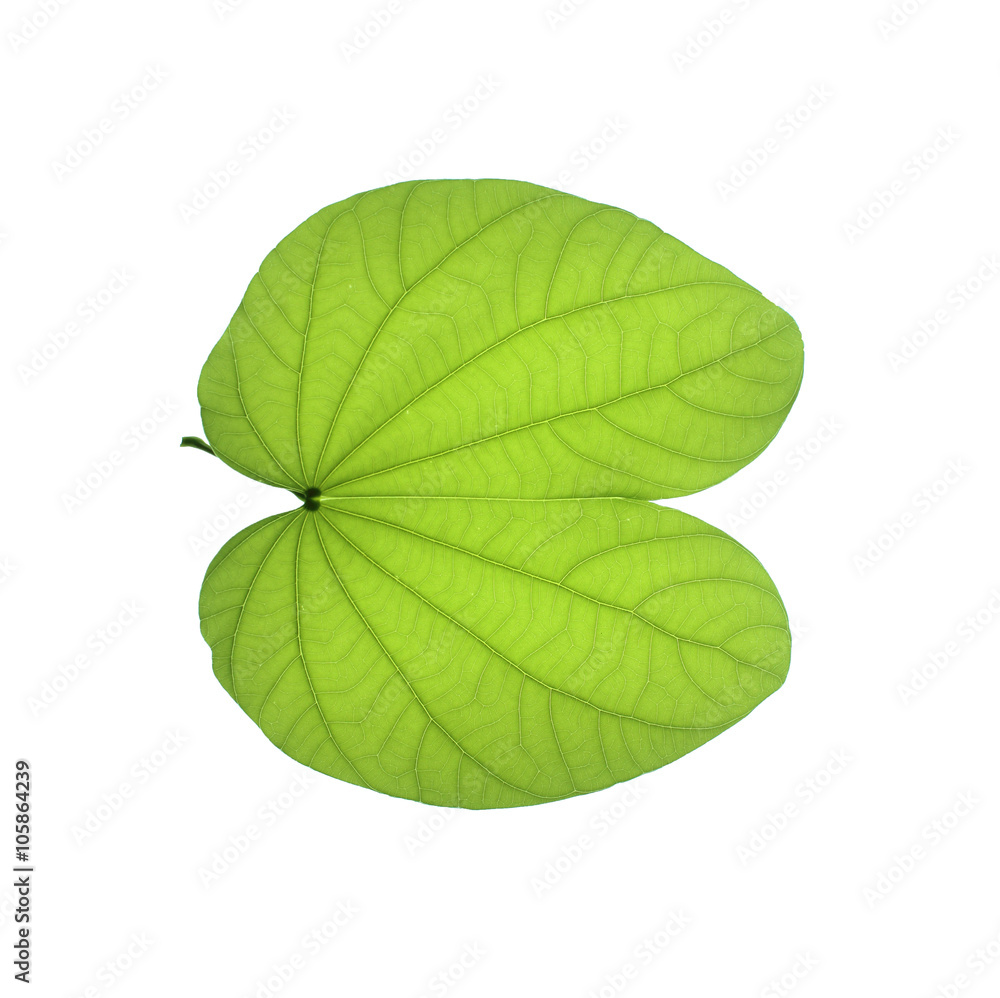 Fototapeta premium green leaf on a white background