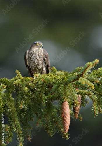 Sparrowhawk sitting on the branch with cones, slean green background, Czech Republic, Europe photo