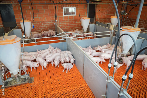Obraz na płótnie Schweinehaltung - Ferkelbuchten, Innenansicht