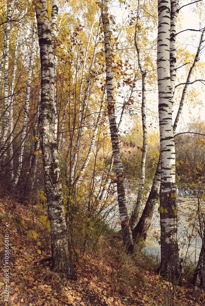 Birch grove on the lakeside of forest lake with Instagram style Birch grove on the lakeside of forest lake with Instagram style