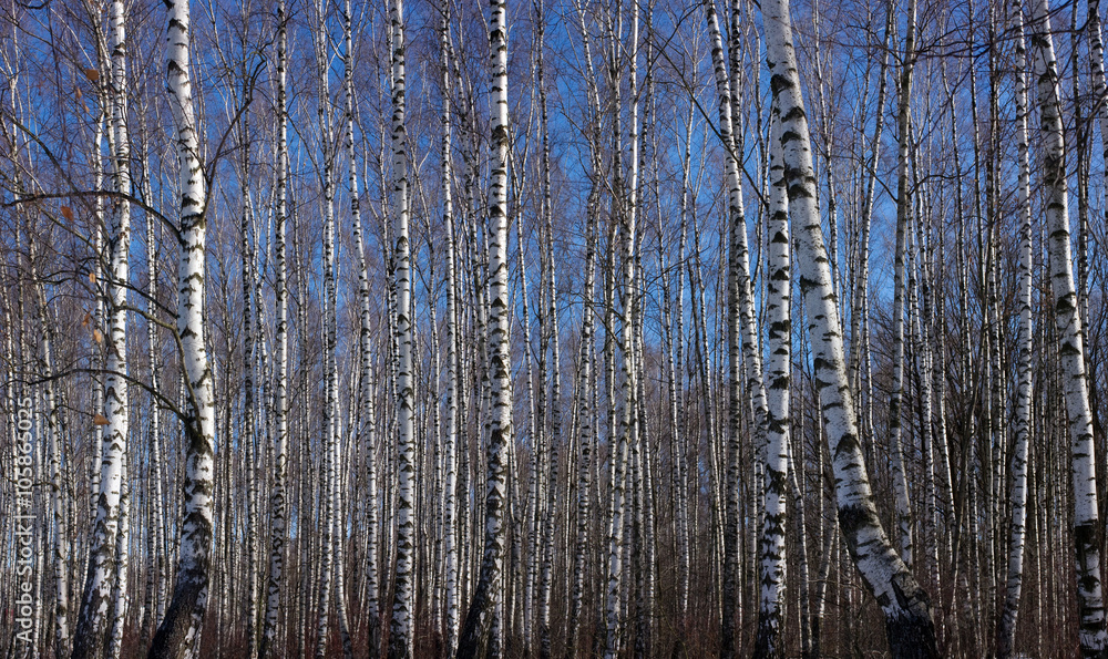 Fototapeta premium Early spring birch grove