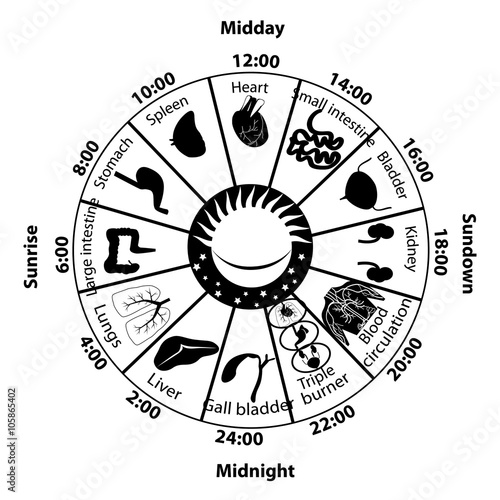 Daily Biorhythm of Internal Organs