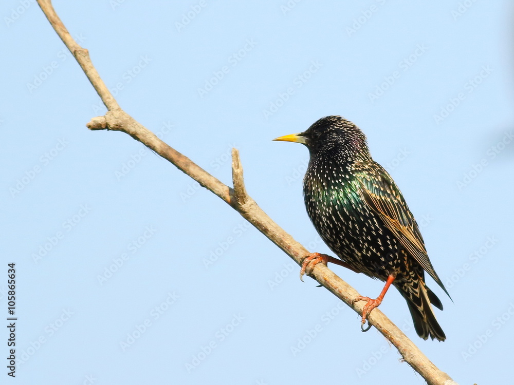Common Starling on branch, Sturnus vulgaris Common Starling on branch, Sturnus vulgaris