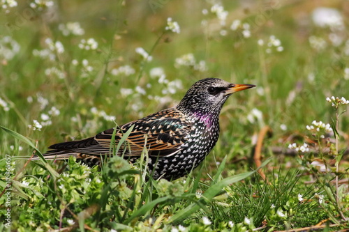 Common Starling in green grass, Sturnus vulgaris