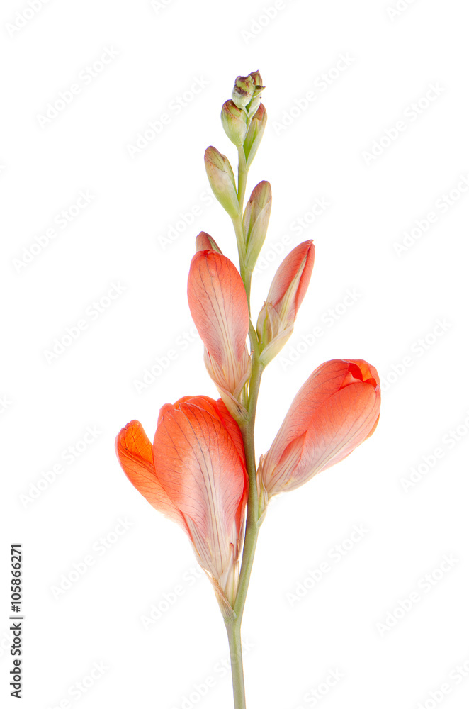 Naklejka premium Orange lilies