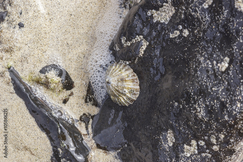 Napfschnecke photo