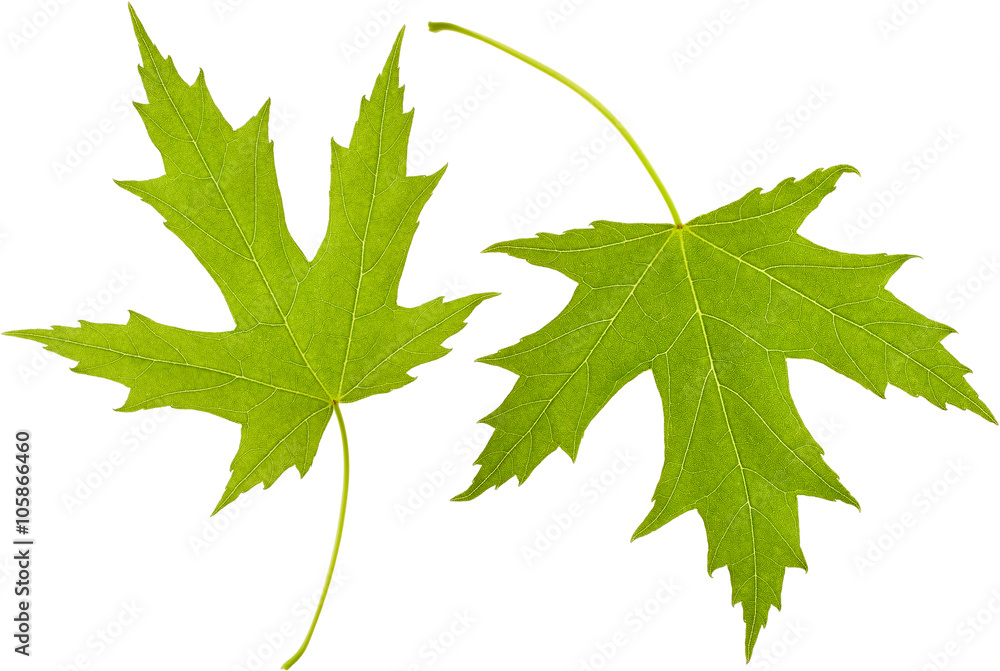 Leaves Leaves