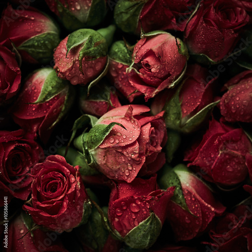 Roses with drops of water