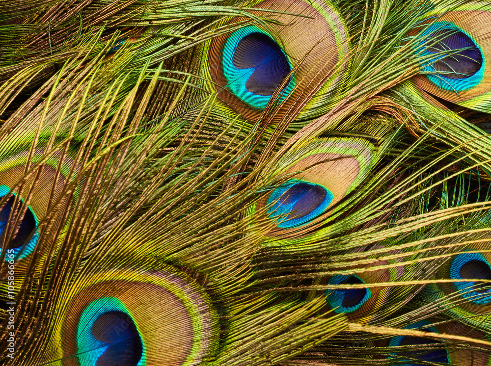 Naklejka premium Texture of peacock feathers