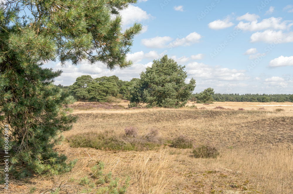 Landscape. Landscape.