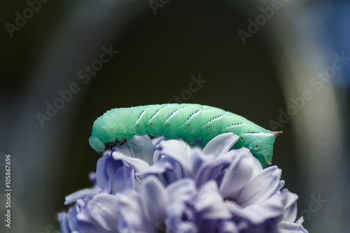 Caterpillar butterfly hawk on a blue flower