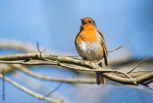 Robin Bird Chirping and Singing