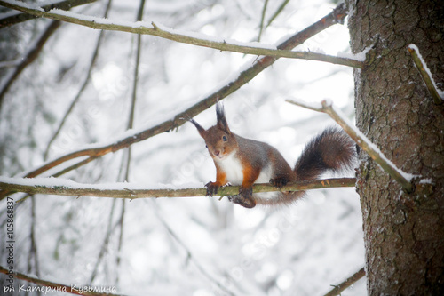 белка на ветке зимой  squirrel on branch in winter © kate_ku