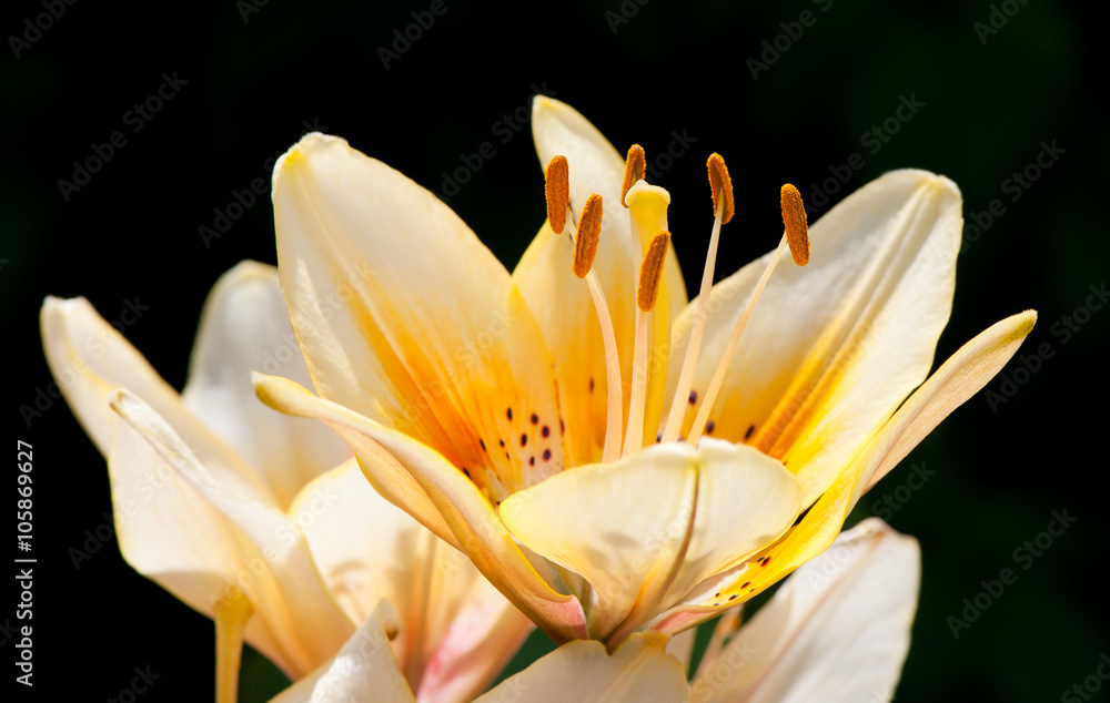 Fototapeta premium Yellow lilly isolated on black