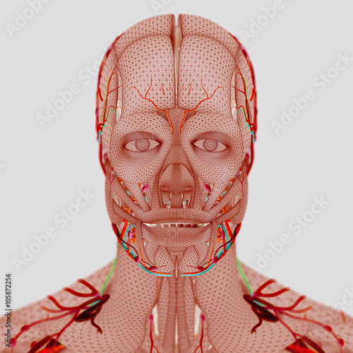 Anatomy wire frame. Human head with vibrant electric colors and fine wire mesh detail.