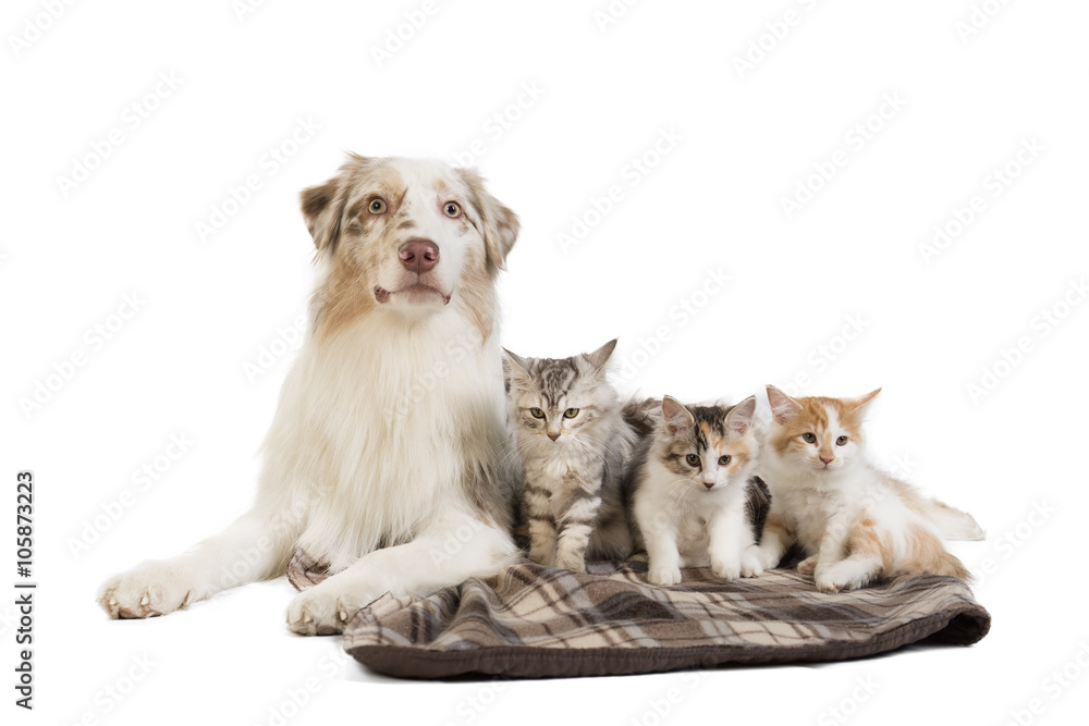 Kuril Bobtail and Australian Shepherd Kuril Bobtail and Australian Shepherd