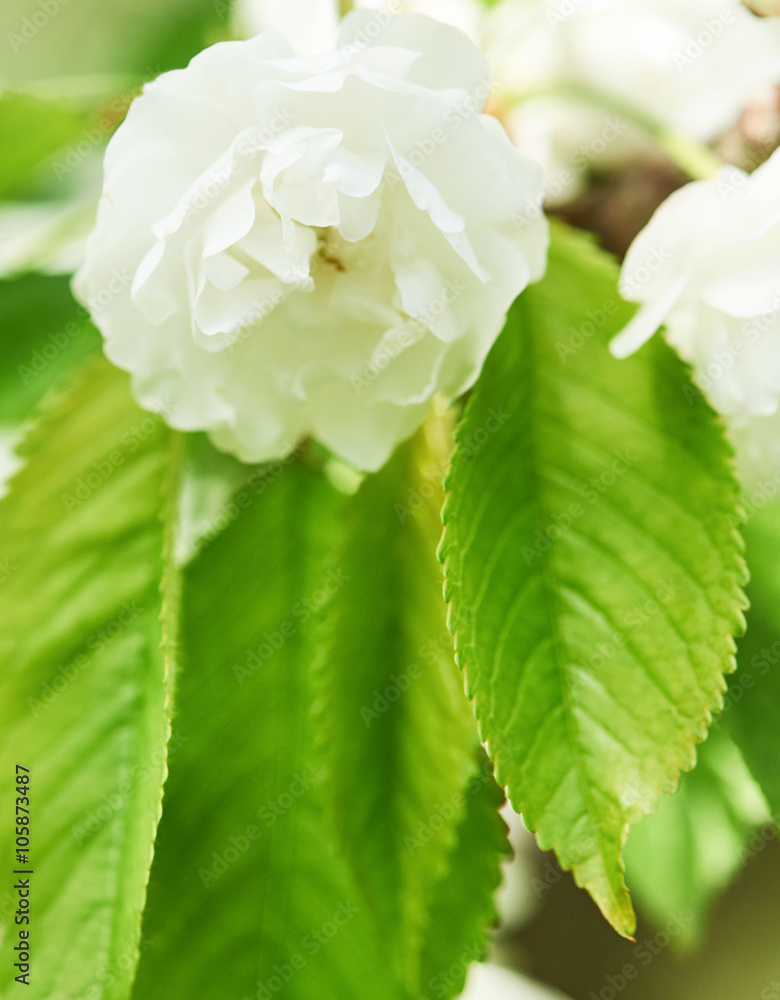 white flowers in spring