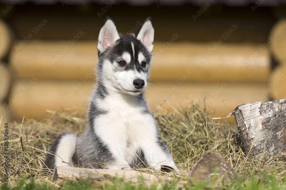 Siberian Husky on the grass in the park