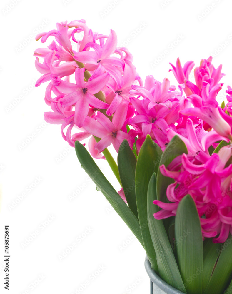 Fototapeta premium Pink and violet hyacinths