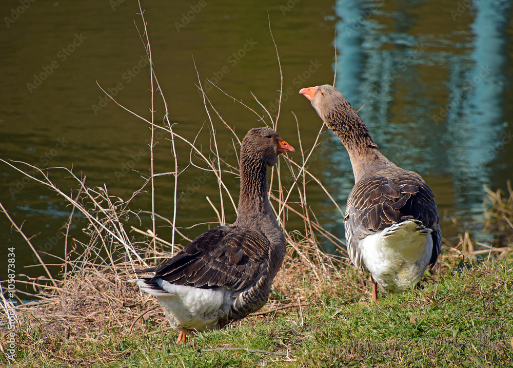 Wild goose near river