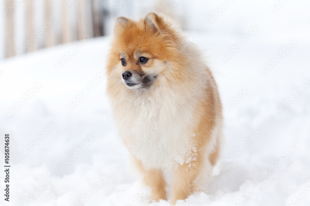 Pomerianian spitz in snow looking away Pomerianian spitz in snow looking away
