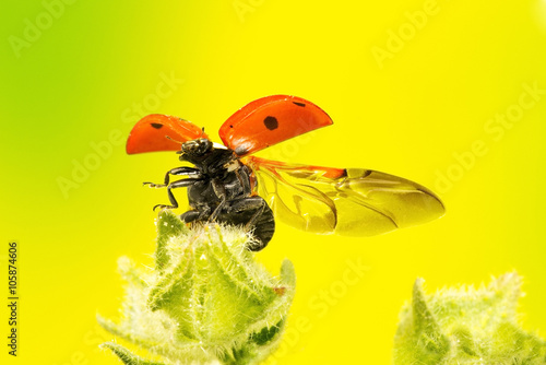 A macro photograph of a ladybird flying away