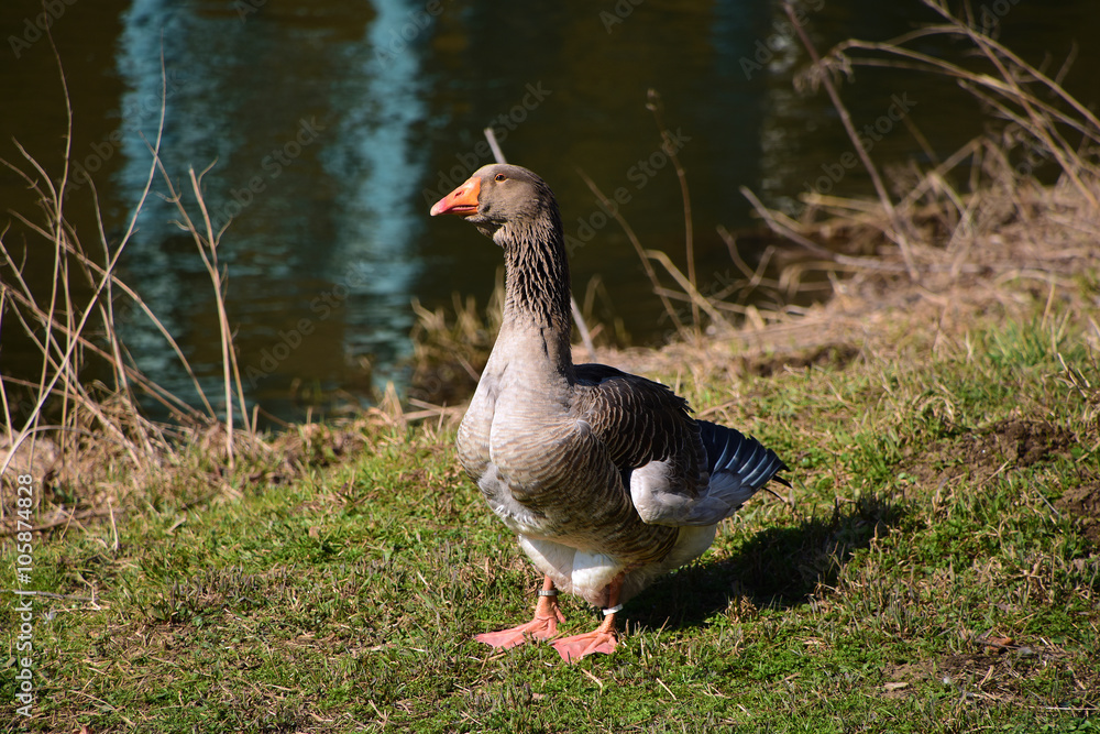 Wild goose near river Wild goose near river