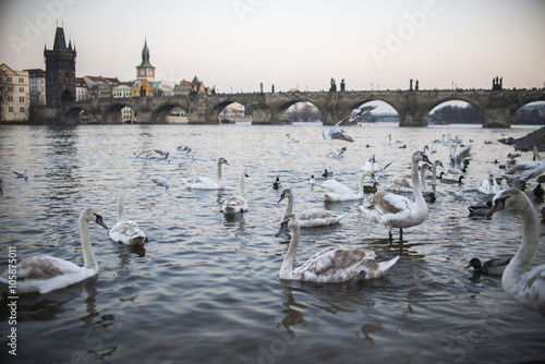 Swans on Vltava river in Prague, Czech Republic. Charles Bridge on the background