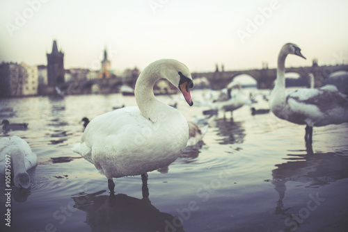 Swans on Vltava river in Prague  Czech Republic. Charles Bridge on the background  vintage effect