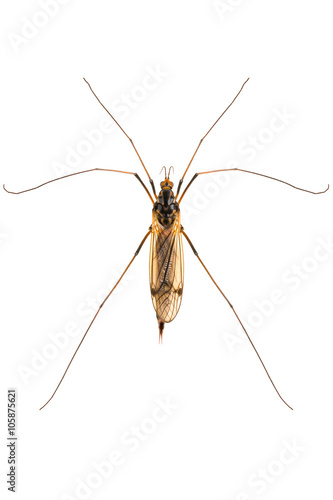 Nephrotoma pratensis Tiger Crane Fly isolated on white background, dorsal view. photo